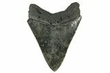 Serrated, Fossil Megalodon Tooth - South Carolina #170450-2